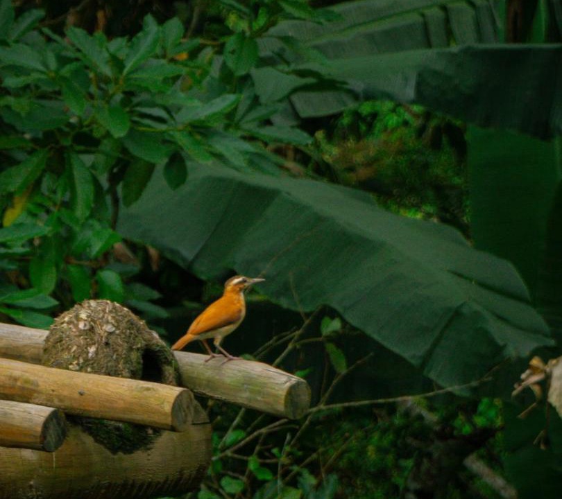 Photo of Others in Guaramiranga