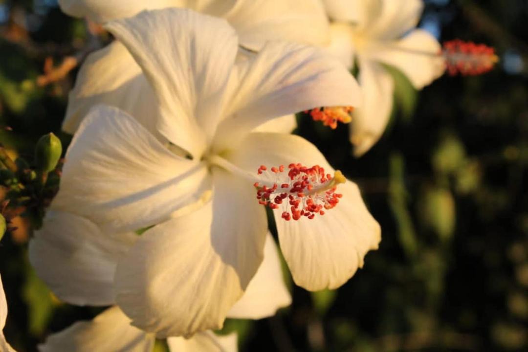 Photo of Outdoor in Corumba de Goias