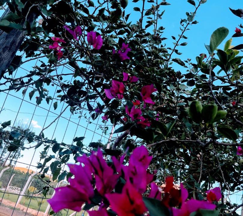 Photo of Outdoor in Londrina