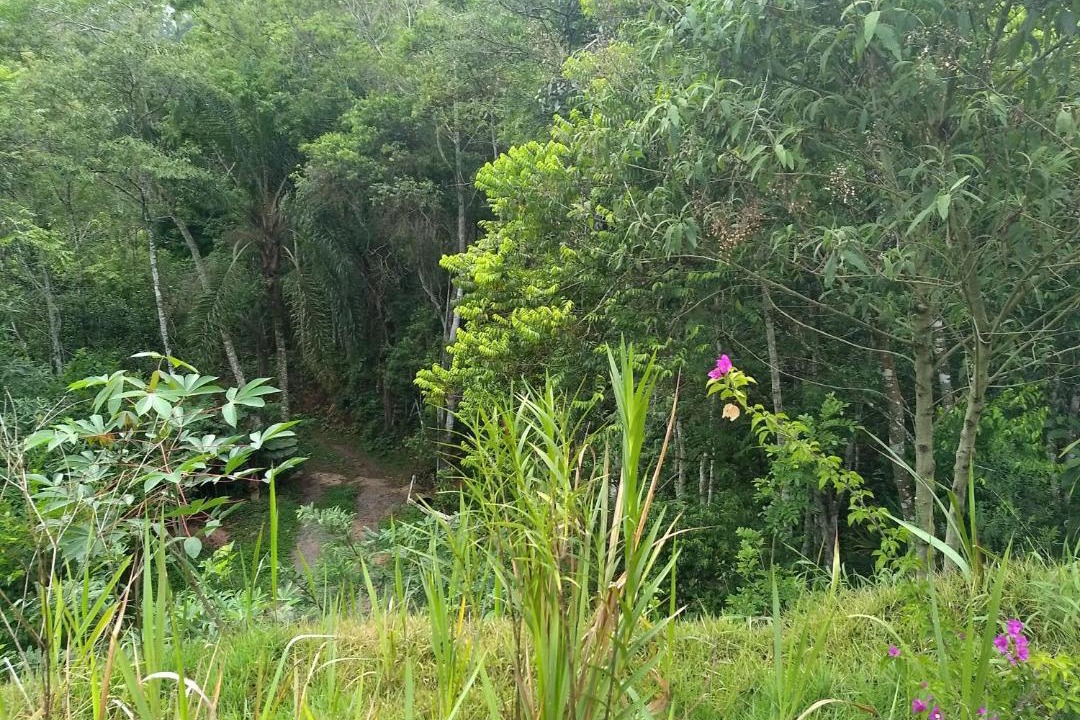 Photo of Others in Guararema