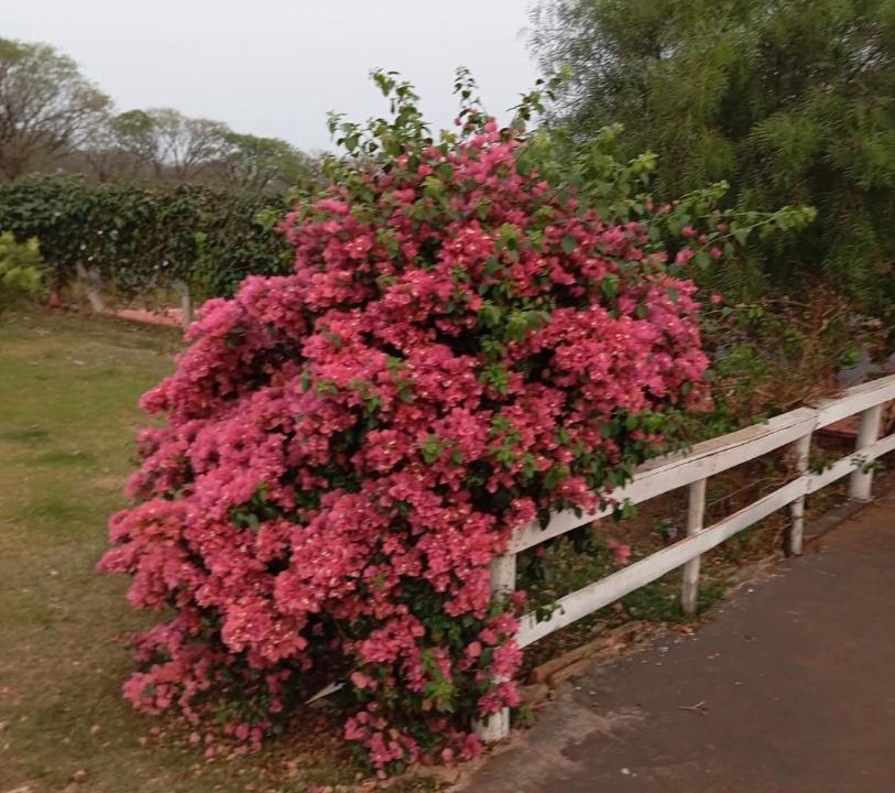 Photo of Others in Jardim Alegre