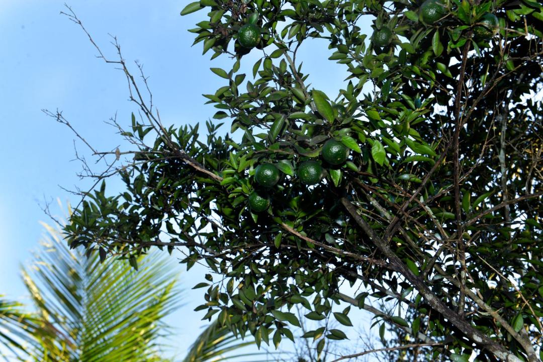 Photo of Others in Sao Jose de Mipibu