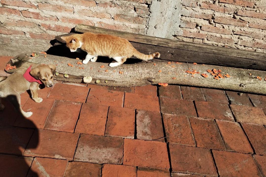 Photo of Others in Resistencia