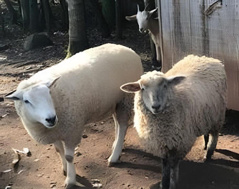 Photo of Others in Tres Coroas