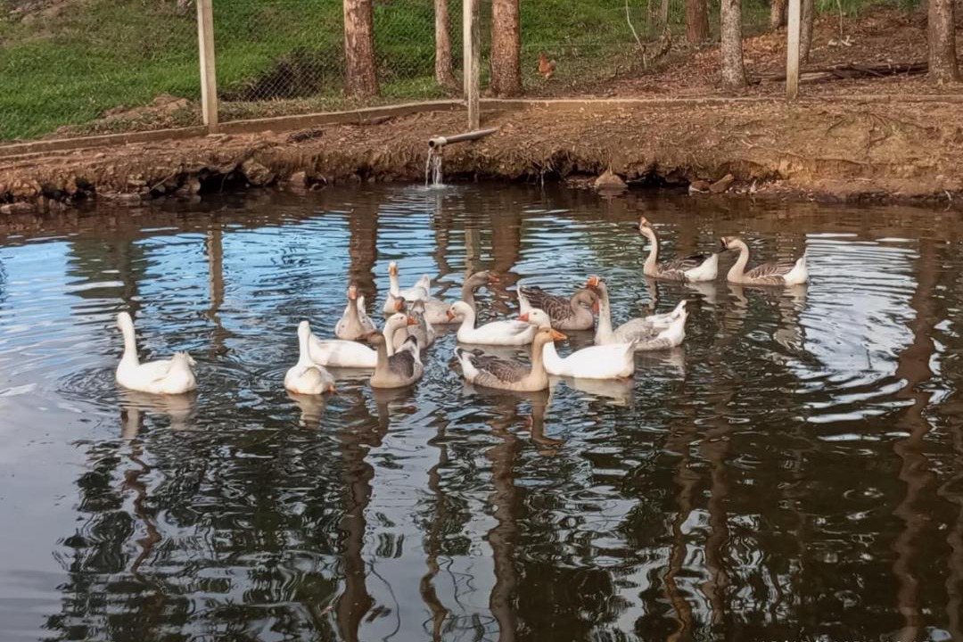 Photo of Others in Campo Alegre