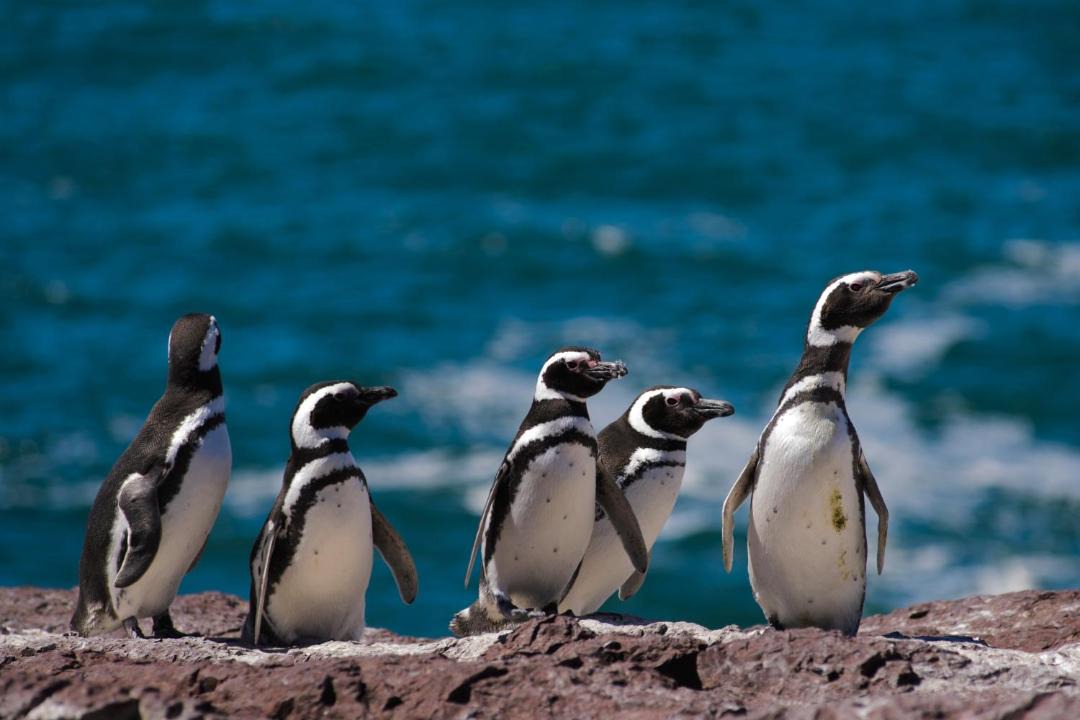 Photo of Others in Puerto Madryn