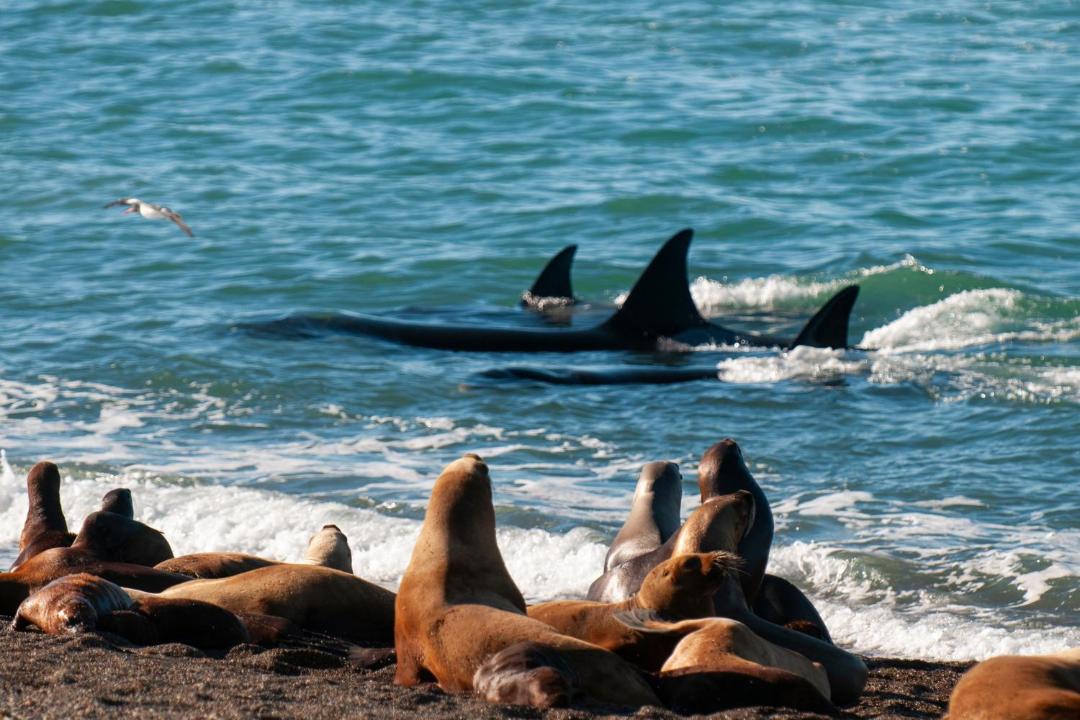 Photo of Others in Puerto Madryn