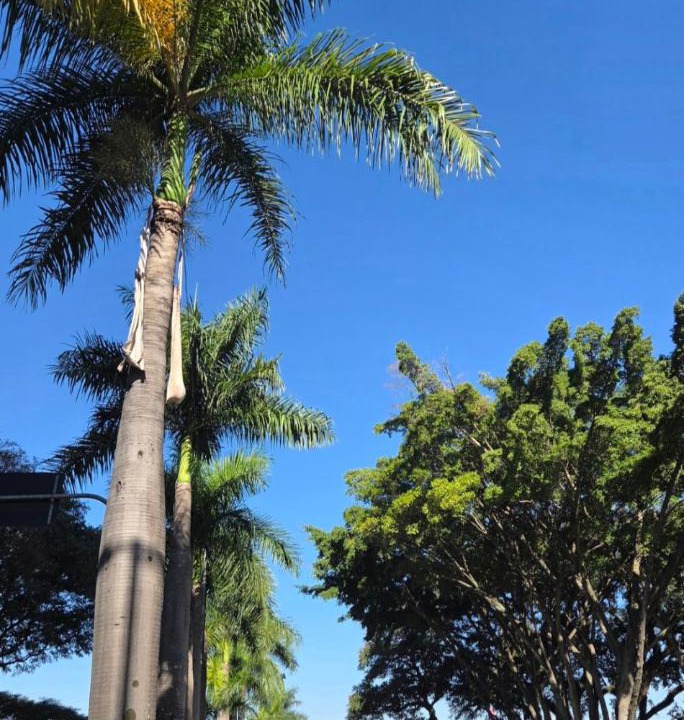 Photo of Others in Guarulhos City Centre