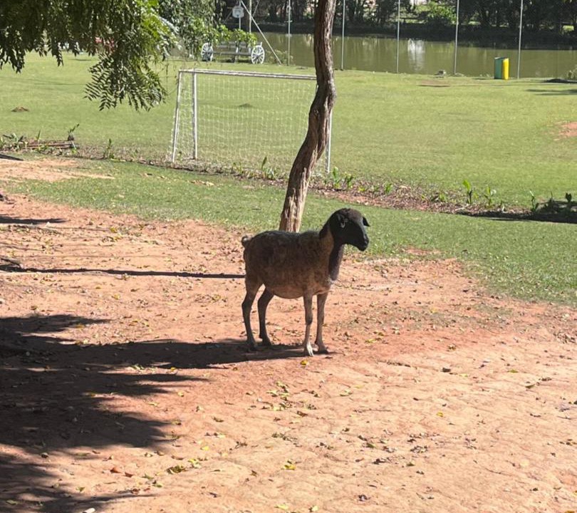 Photo of Others in Jarinu