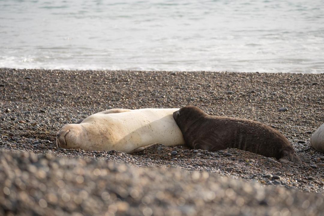 Photo of Others in Punta Delgada