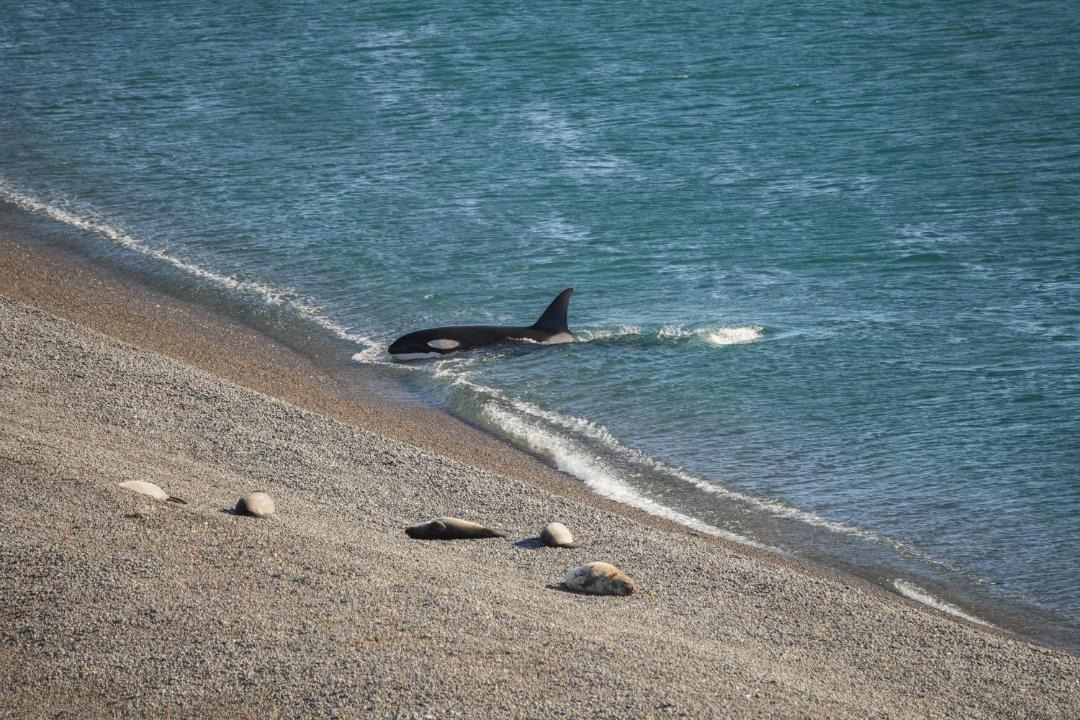 Photo of Others in Punta Delgada