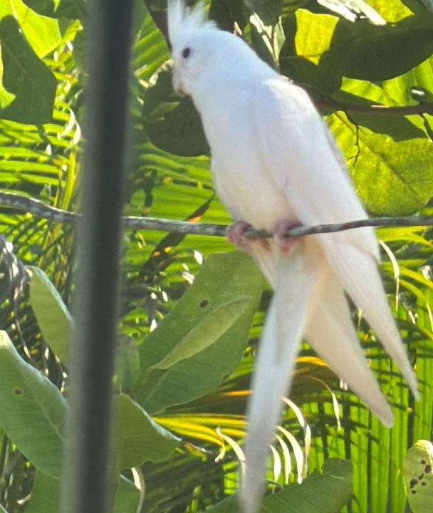 Photo of Others in Sao Lourenco da Mata