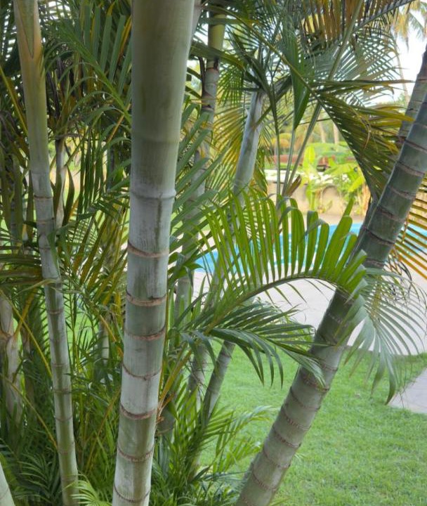 Photo of Others in Sao Miguel dos Milagres