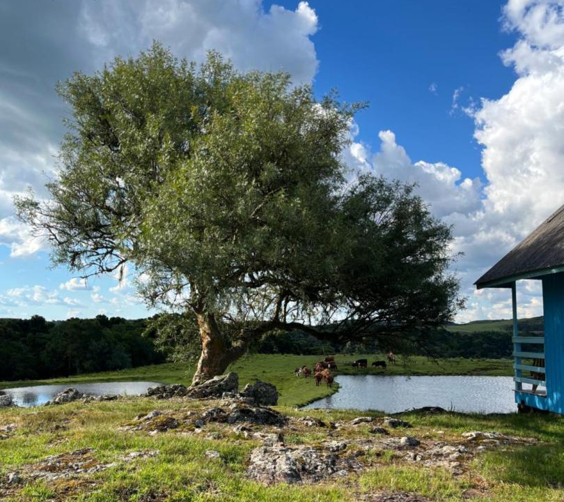 Photo of Others in Cambara do Sul