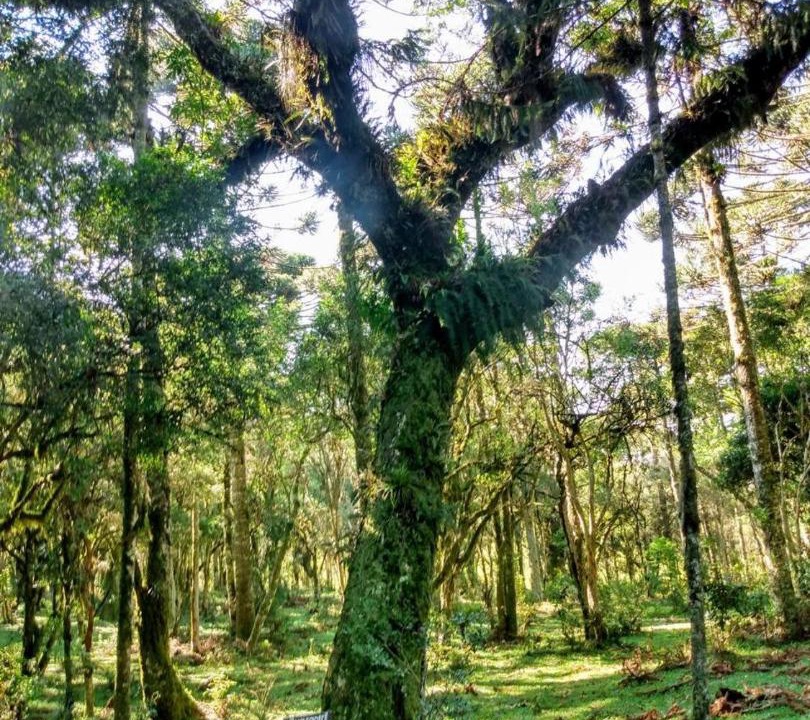 Photo of Others in Cambara do Sul