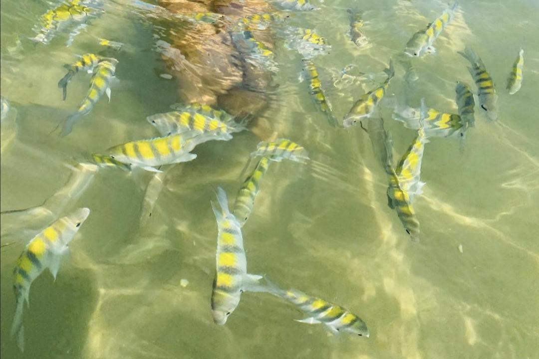Photo of Others in Barra Grande