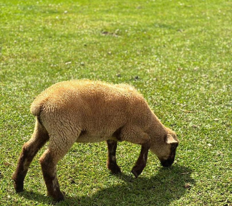 Photo of Others in Gramado