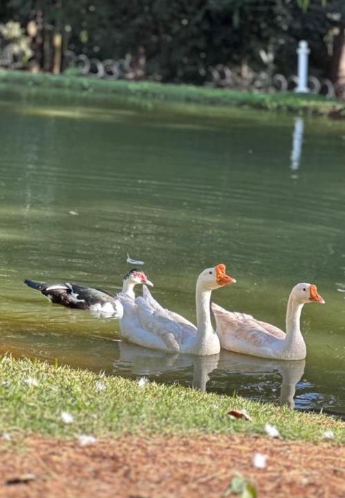 Photo of Others in Chacara de Recreio Sao Joaquim
