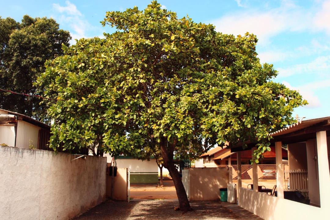 Photo of Others in Alvorada