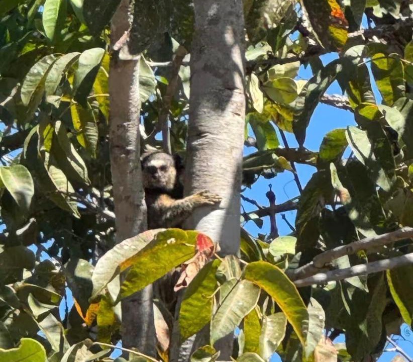 Photo of Others in Pirenopolis