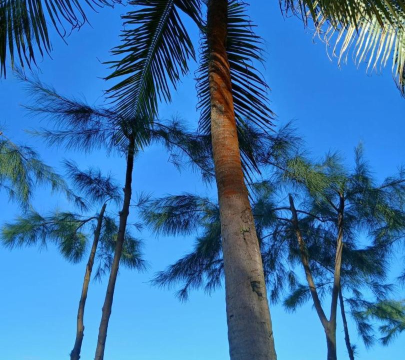Photo of Others in Canavieiras