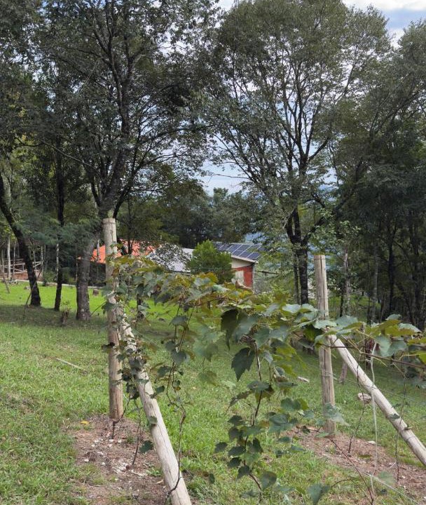Photo of Others in Caxias do Sul