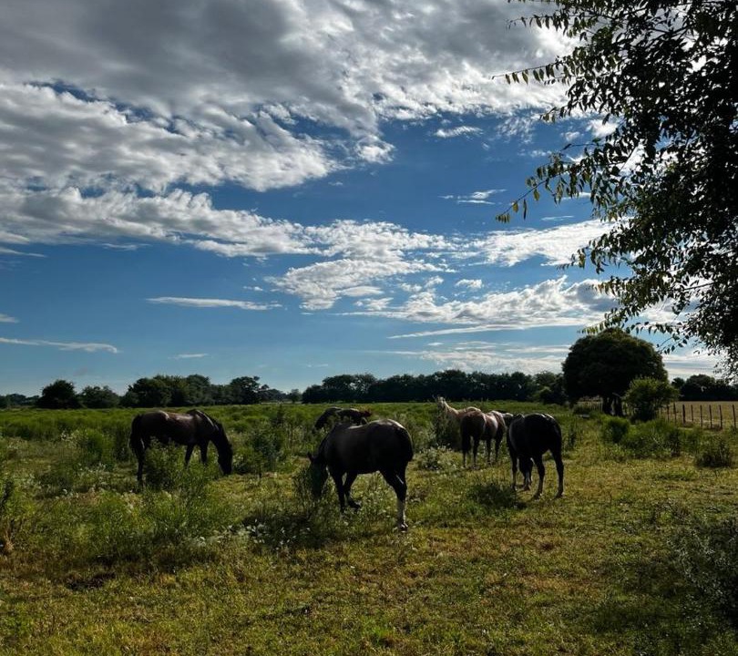 Photo of Others in San Antonio de Areco