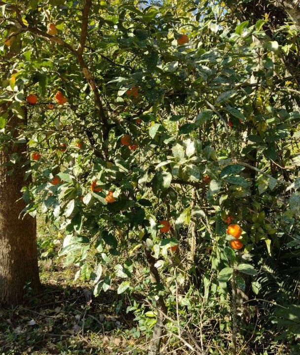 Photo of Outdoor in Orleans