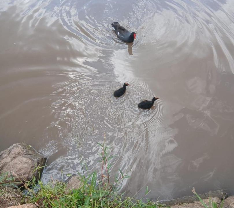 Photo of Others in Santa Maria do Herval