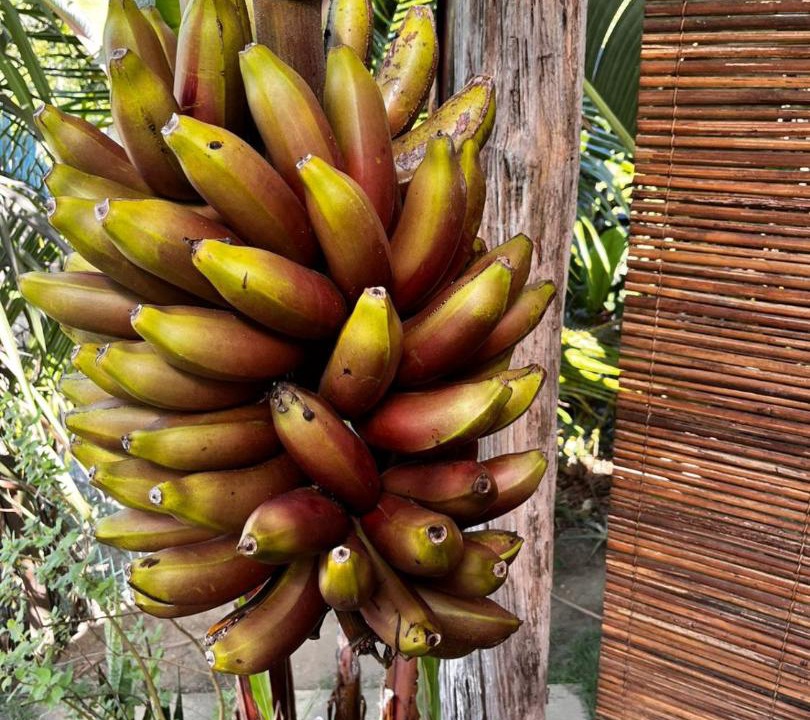 Photo of Others in Serra Grande