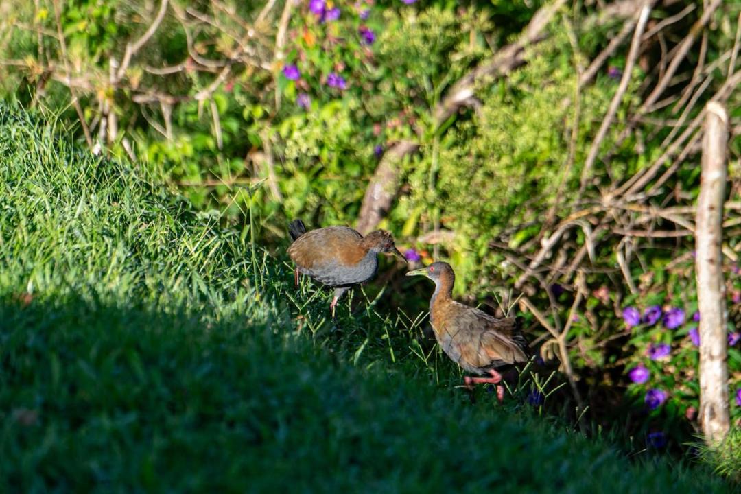 Photo of Others in Rancho Queimado