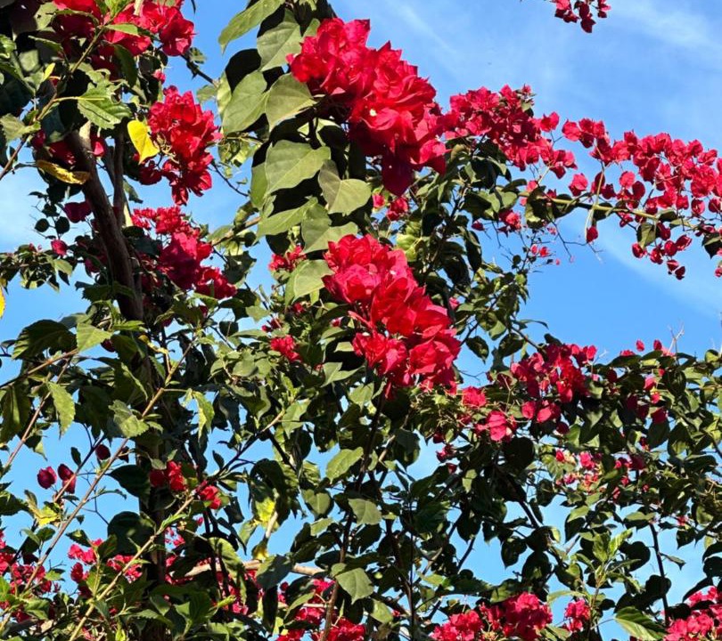 Photo of Outdoor in Limeira