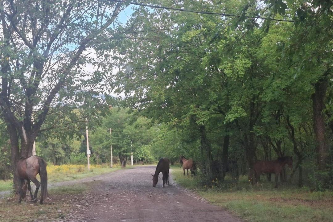 Photo of Others in La Silleta