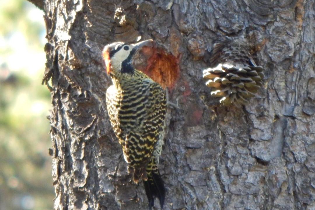 Photo of Others in Bosque Peralta Ramos