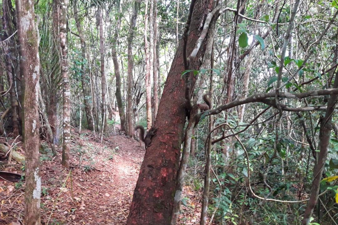 Photo of Others in Pardinho