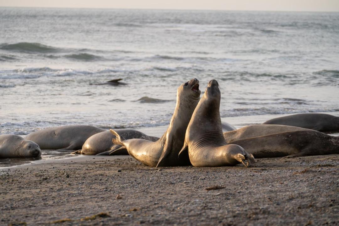 Photo of Others in Punta Delgada