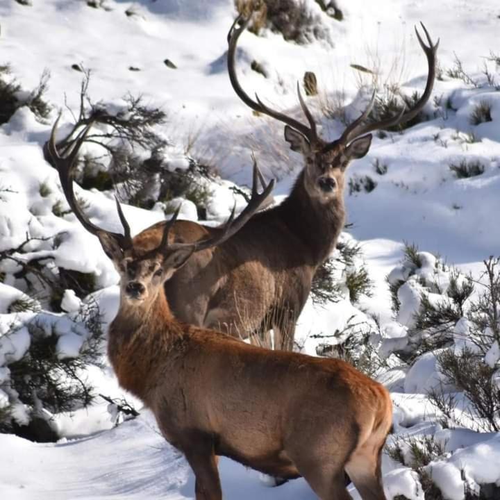 Photo of Others in Lanin National Park