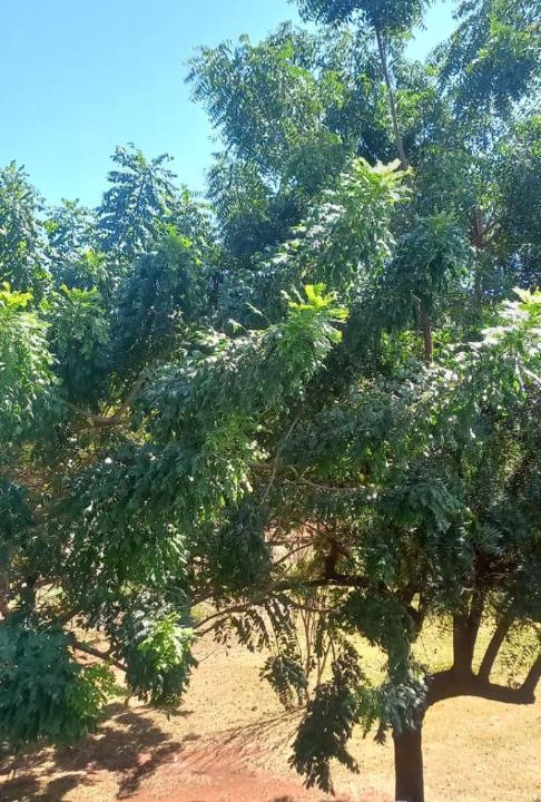 Photo of Outdoor in Sidrolandia
