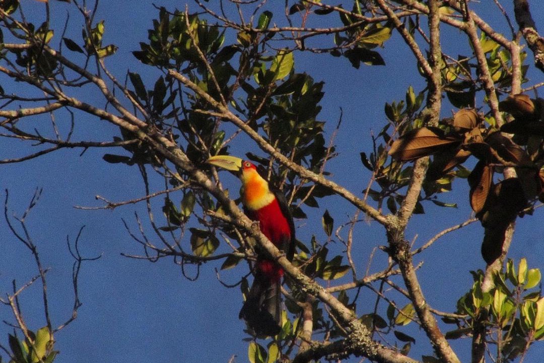 Photo of Others in Sao Pedro de Alcantara