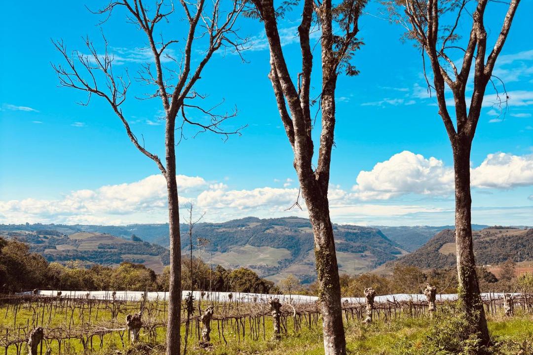 Photo of Others in Monte Belo do Sul