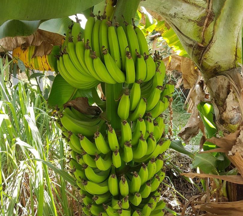 Photo of Outdoor in Cavalcante