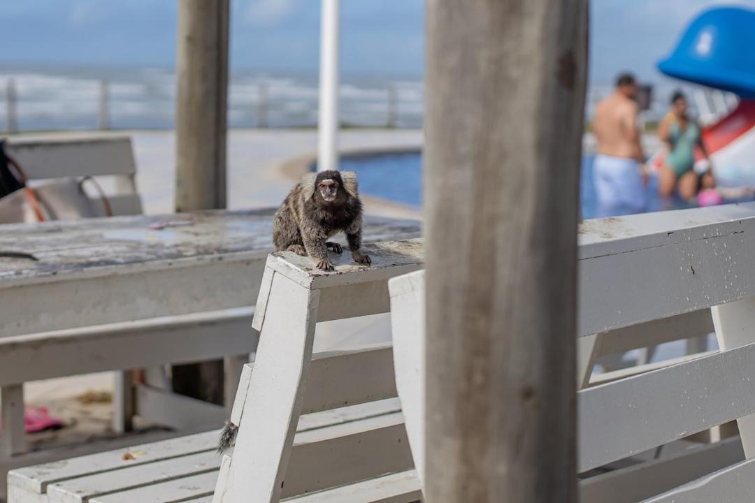 Photo of Others in Barra dos Coqueiros