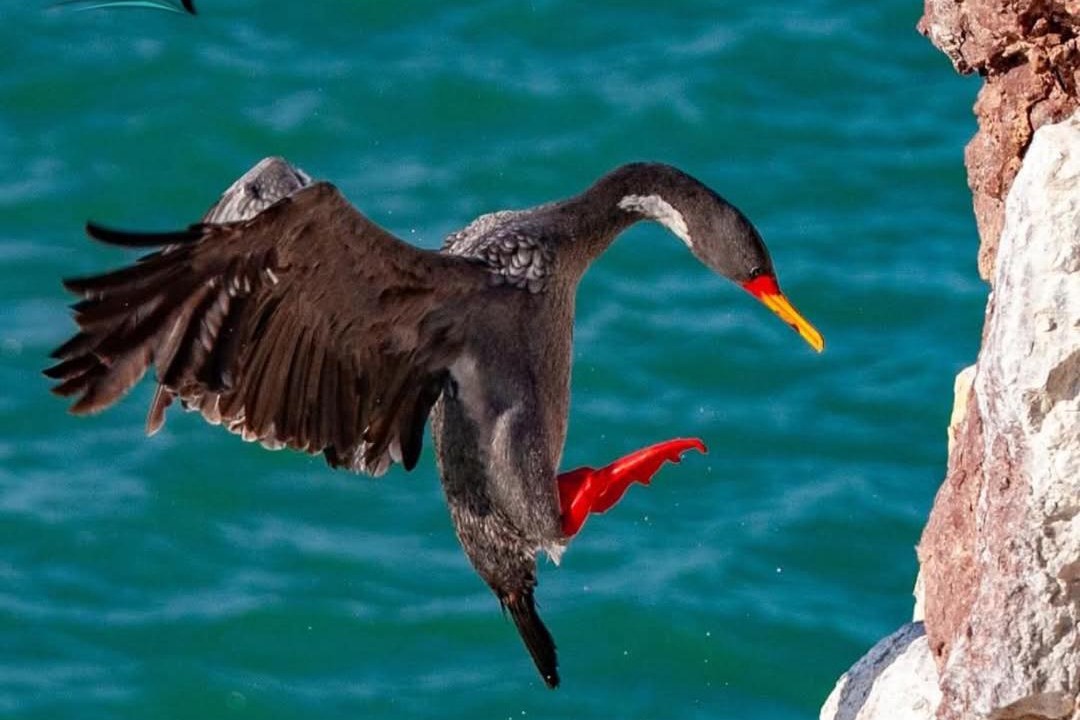 Photo of Others in Puerto Deseado