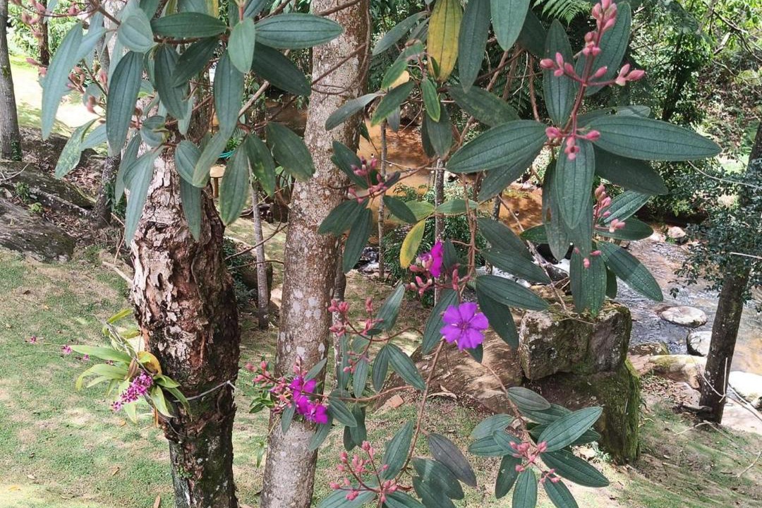 Photo of Outdoor in Caparao National Park