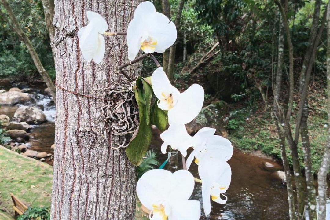 Photo of Outdoor in Caparao National Park