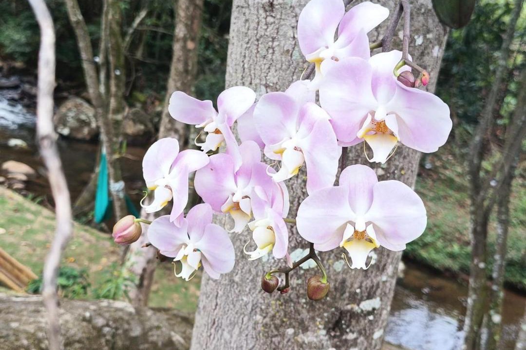 Photo of Outdoor in Caparao National Park