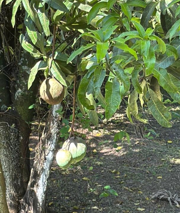 Photo of Others in Terra Preta