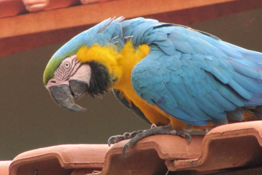 Photo of Others in Bonito