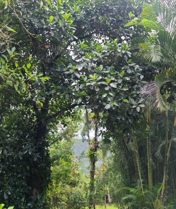 Photo of Outdoor in Mongagua