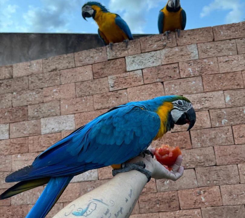 Photo of Others in Sobradinho II